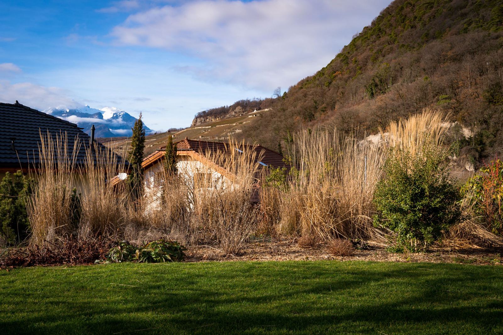 Graminées devant les montagnes du Chablais