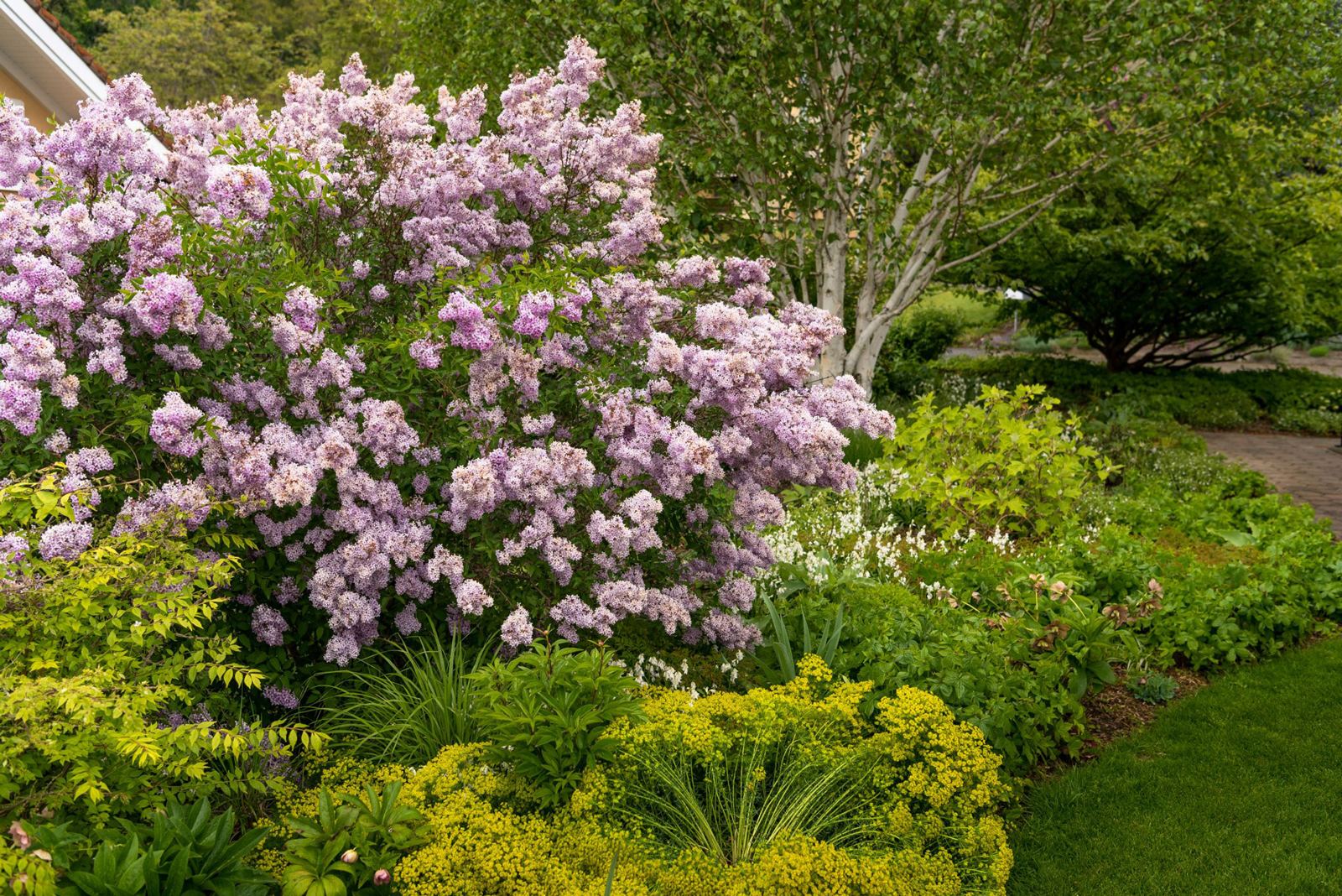 Lilas en fleurs et massifs de vivaces