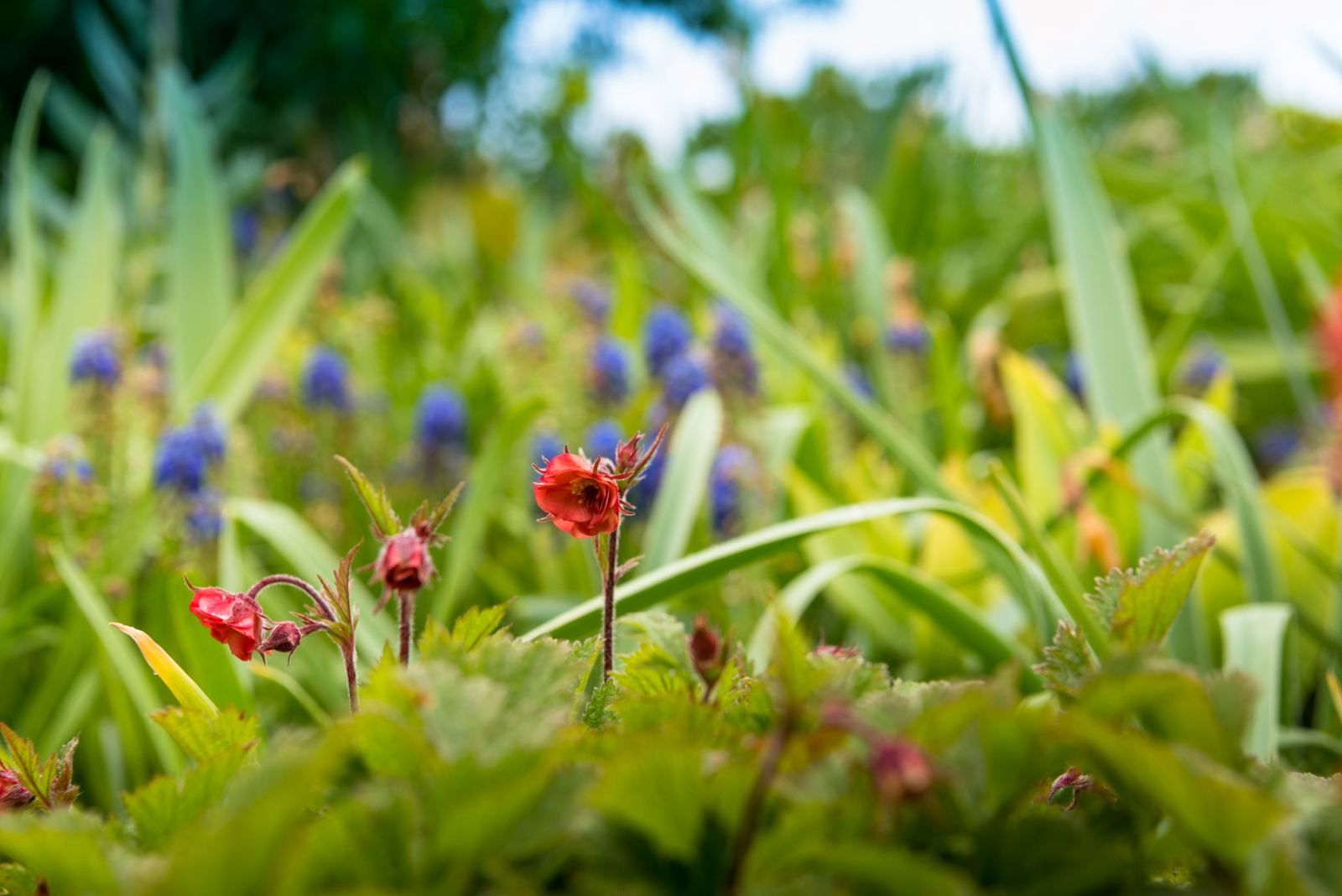 Muscaris et fleurs de printemps dans les herbes