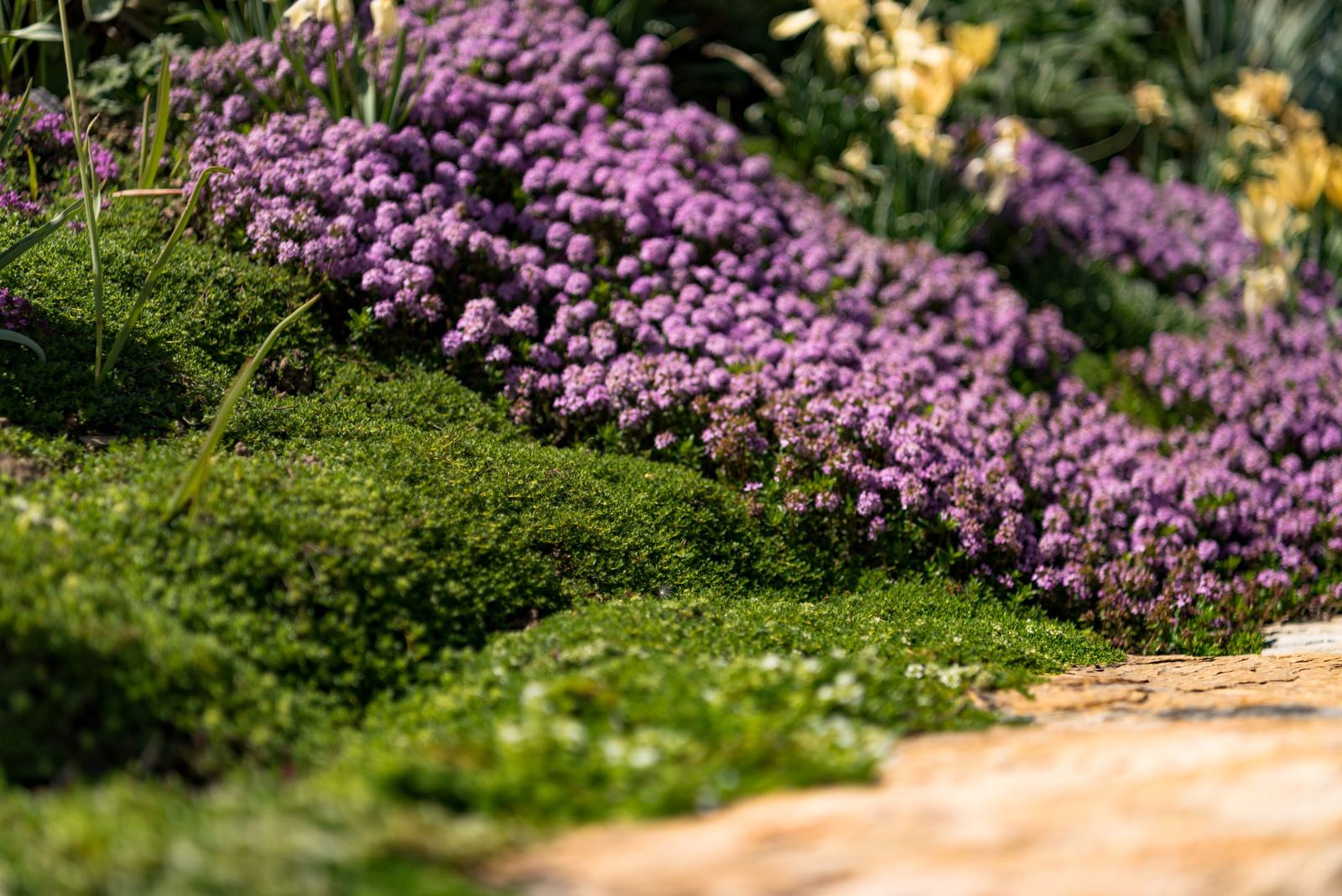 Coussins de thym en fleurs le long d'une bordure en pierre